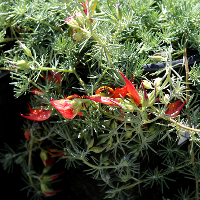 Parrots Beak Lotus Berthelotii In Great Barrington Berkshires Pittsfield Stockbridge 6261