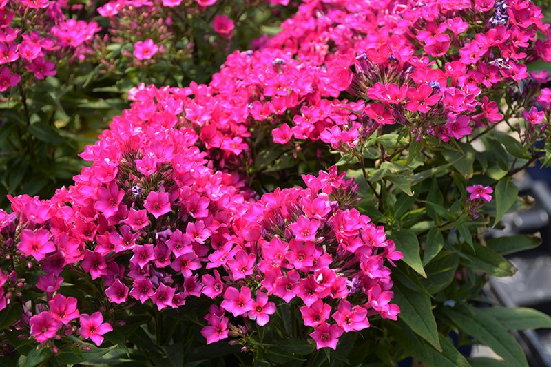 Early Cerise Garden Phlox (Phlox paniculata 'Early Cerise') in Great ...