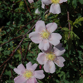 Plant Photo 5