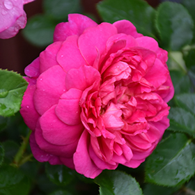 Plant Photo 8