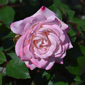 Plant Photo 5