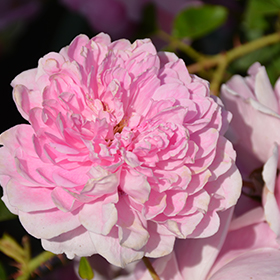 Plant Photo 7