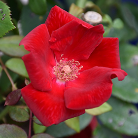 Plant Photo 2