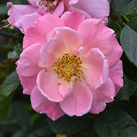 Plant Photo 1