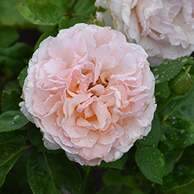 Plant Photo 6