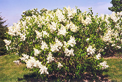 Mount Baker Lilac (Syringa x hyacinthiflora 'Mount Baker') at Ward's Nursery & Garden Center
