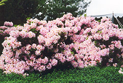 English Roseum Rhododendron (Rhododendron catawbiense 'English Roseum') at Ward's Nursery & Garden Center