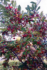 Red Chokeberry (Aronia arbutifolia) at Ward's Nursery & Garden Center