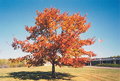 Red Oak (Quercus rubra) at Ward's Nursery & Garden Center