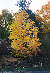 Katsura Tree (Cercidiphyllum japonicum) at Ward's Nursery & Garden Center