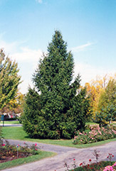 Norway Spruce (Picea abies) at Ward's Nursery & Garden Center