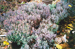 Blue Ice Bog Rosemary (Andromeda polifolia 'Blue Ice') at Ward's Nursery & Garden Center