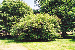 American Hazelnut (Corylus americana) at Ward's Nursery & Garden Center