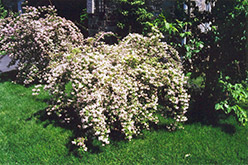 Beautybush (Kolkwitzia amabilis) at Ward's Nursery & Garden Center