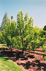 Magness Pear (Pyrus communis 'Magness') at Ward's Nursery & Garden Center