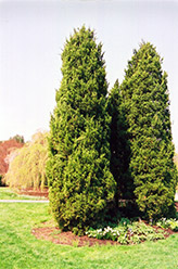 Eastern Redcedar (Juniperus virginiana) at Ward's Nursery & Garden Center