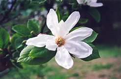 Kobus Magnolia (Magnolia kobus) at Ward's Nursery & Garden Center