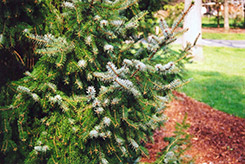 Serbian Spruce (Picea omorika) at Ward's Nursery & Garden Center