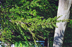 Canadian Hemlock (Tsuga canadensis) at Ward's Nursery & Garden Center