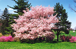 Accolade Flowering Cherry (Prunus 'Accolade') at Ward's Nursery & Garden Center