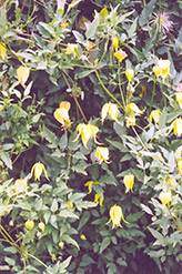 Golden Clematis (Clematis tangutica) at Ward's Nursery & Garden Center