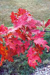Red Oak (Quercus rubra) at Ward's Nursery & Garden Center