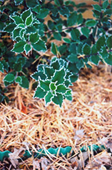 Blue Boy Meserve Holly (Ilex x meserveae 'Blue Boy') at Ward's Nursery & Garden Center