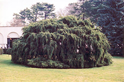 Weeping Hemlock (Tsuga canadensis 'Pendula') at Ward's Nursery & Garden Center