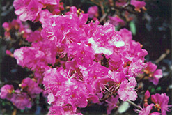 Korean Rhododendron (Rhododendron mucronulatum) at Ward's Nursery & Garden Center