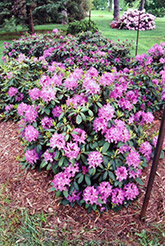 Roseum Elegans Rhododendron (Rhododendron catawbiense 'Roseum Elegans') at Ward's Nursery & Garden Center