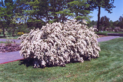 Vanhoutte Spirea (Spiraea x vanhouttei) at Ward's Nursery & Garden Center
