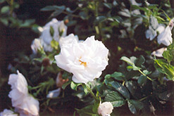 Blanc Double de Coubert Rose (Rosa 'Blanc Double de Coubert') at Ward's Nursery & Garden Center