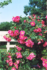 William Baffin Rose (Rosa 'William Baffin') at Ward's Nursery & Garden Center