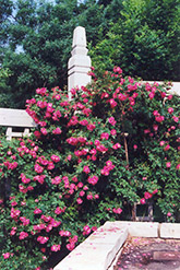 William Baffin Rose (Rosa 'William Baffin') at Ward's Nursery & Garden Center