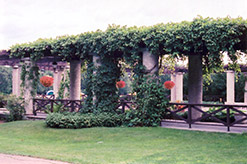 Virginia Creeper (Parthenocissus quinquefolia) at Ward's Nursery & Garden Center