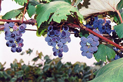 Concord Grape (Vitis 'Concord') at Ward's Nursery & Garden Center