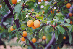 Goldcot Apricot (Prunus armeniaca 'Goldcot') at Ward's Nursery & Garden Center