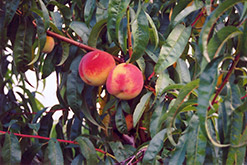 Cresthaven Peach (Prunus persica 'Cresthaven') at Ward's Nursery & Garden Center