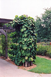 Dutchman's Pipe (Aristolochia macrophylla) at Ward's Nursery & Garden Center