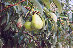 Common Pear (Pyrus communis) at Ward's Nursery & Garden Center