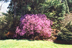 Korean Rhododendron (Rhododendron mucronulatum) at Ward's Nursery & Garden Center