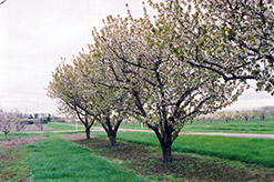 Sweet Cherry (Prunus avium) at Ward's Nursery & Garden Center