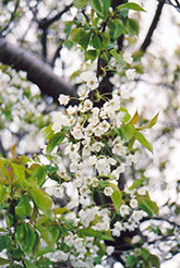 Sweet Cherry (Prunus avium) at Ward's Nursery & Garden Center