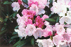Crete Rhododendron (Rhododendron yakushimanum 'Crete') at Ward's Nursery & Garden Center
