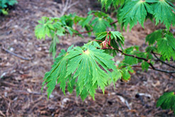 Fullmoon Maple (Acer japonicum) at Ward's Nursery & Garden Center