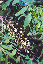 Kentucky Coffeetree (Gymnocladus dioicus) at Ward's Nursery & Garden Center