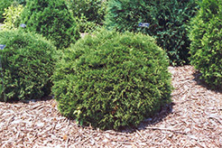 Hetz Midget Arborvitae (Thuja occidentalis 'Hetz Midget') at Ward's Nursery & Garden Center