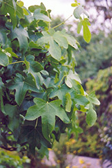 Round Leaf Sweet Gum (Liquidambar styraciflua 'Rotundiloba') at Ward's Nursery & Garden Center
