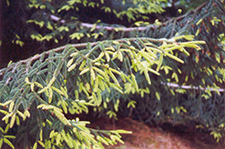 Golden Oriental Spruce (Picea orientalis 'Aurea') at Ward's Nursery & Garden Center