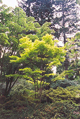 Golden Fullmoon Maple (Acer japonicum 'Aureum') at Ward's Nursery & Garden Center